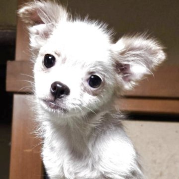 ポメチワ(チワワ×ポメラニアン)【京都府・男の子・2025年5月13日・ホワイト&クリーム】の写真「ドアフタイフでお顔を張った可愛い子です」