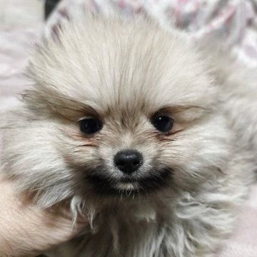 ポメラニアン【京都府・男の子・2025年9月18日・クリームセーブル】の写真「手足の短くお顔の丸い男の子」