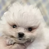ポメラニアン