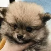 ポメラニアン
