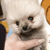 ポメラニアン