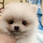 ポメラニアン