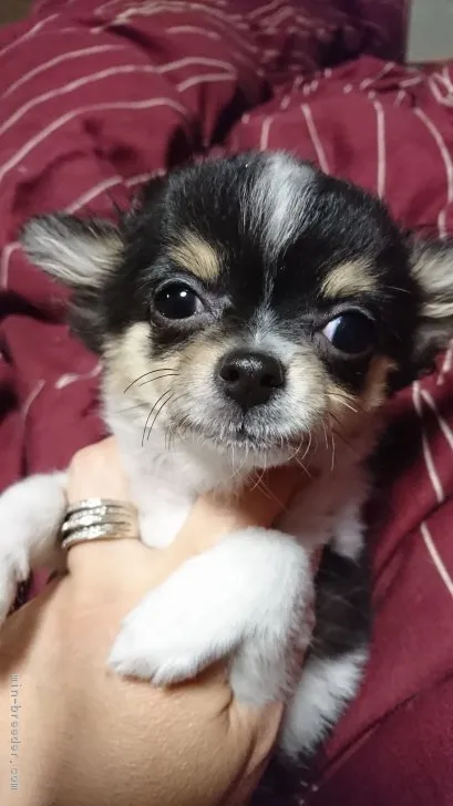 ID:1710-00125の子犬