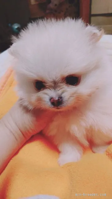 ID：1905-00191の子犬