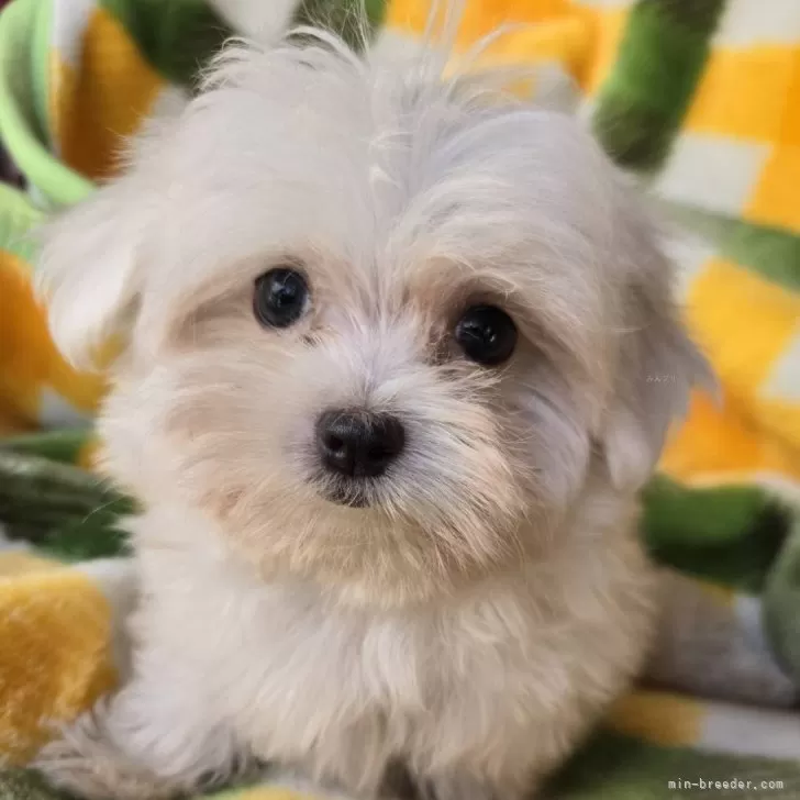 A.Y 様のお迎えした子犬