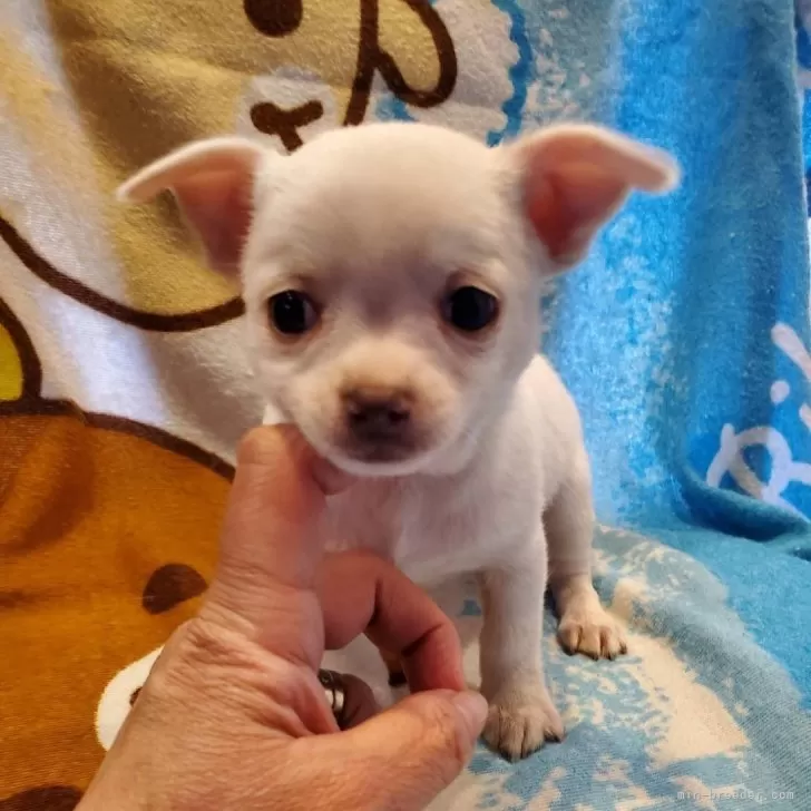 ニコのママ 様のお迎えした子犬