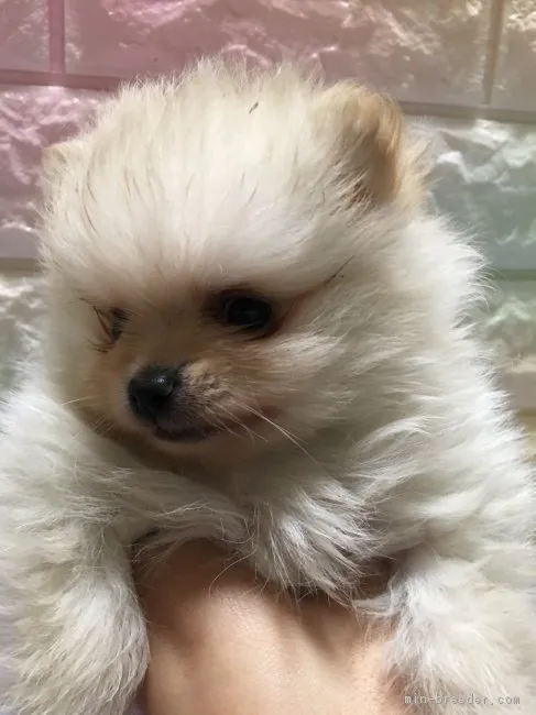 ID：1712-00245の子犬