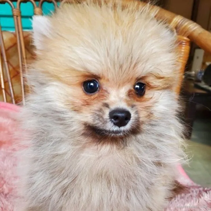 N.K 様のお迎えした子犬