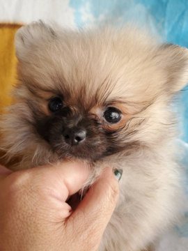ポメラニアン【京都府・女の子・2021年8月9日・セーフル】の写真「お転婆な女の子」