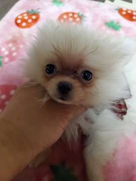 ポメラニアン【京都府・女の子・2020年5月13日・クリーム】の写真「とっても小ぶりな女の子」