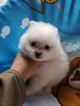 ポメラニアン【京都府・男の子・2022年2月2日・ホワイト】の写真「ゆっくりとした男の子」