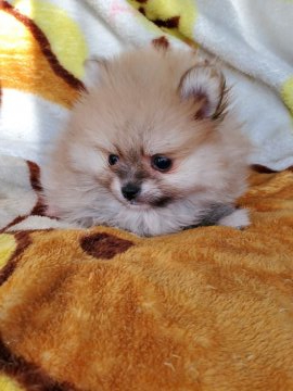 ポメラニアン【京都府・女の子・2021年11月2日・オレンジ】の写真「タレ目の可愛い女の子」