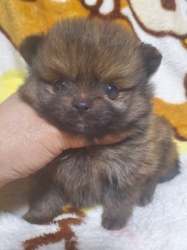 ポメラニアン【京都府・男の子・2021年4月15日・濃いオレンジ】の写真「濃いオレンジの男の子」