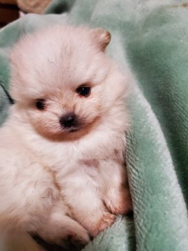 ポメラニアン【京都府・女の子・2020年2月14日・ホワイトに近いクリーム】の写真「優しいお顔でお鼻のよく詰まった女の子」