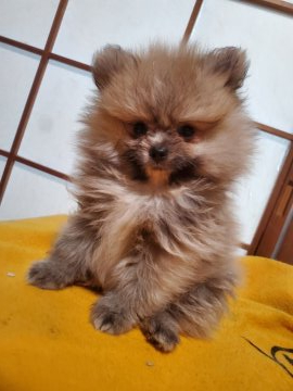 ポメラニアン【京都府・男の子・2021年4月18日・クリームセーブル】の写真「優しい男の子」