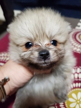 ポメラニアン【京都府・男の子・2020年3月31日・薄いオレンジ】の写真「お目目の大きな男の子」