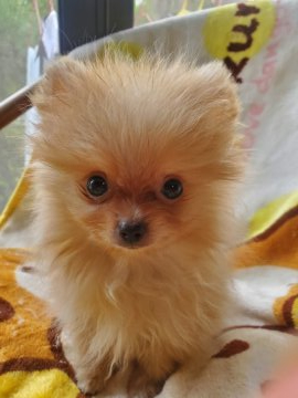 ポメラニアン【京都府・男の子・2021年6月30日・明るいオレンジ】の写真「ちいちゃな男の子　　極小」
