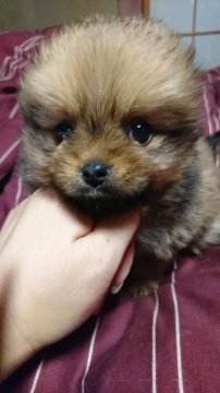 ポメラニアン【京都府・女の子・2019年1月31日・オレンジセーブル】の写真「真ん丸の女の子」
