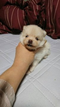 ポメラニアン【京都府・女の子・2017年8月19日・クリーム】の写真「可愛い女の子」