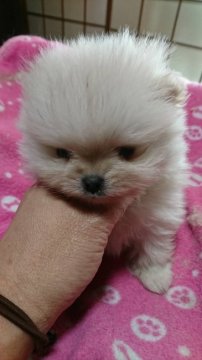 ポメラニアン【京都府・女の子・2019年11月6日・クリーム】の写真「まん丸お顔の女の子」