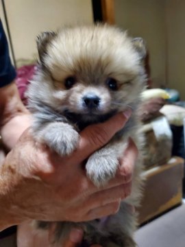 ポメラニアン【京都府・男の子・2020年10月27日・オレンジ】の写真「可愛い男の子」