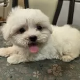マルチーズ【京都府・男の子・2024年6月27日・ホワイト】の写真2