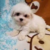 マルチーズ【京都府・男の子・2024年6月27日・ホワイト】の写真4
