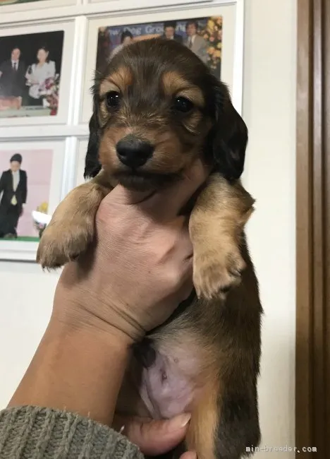 ID：1911-03062の子犬