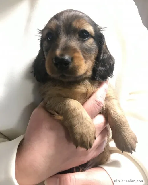 ID:2101-02773の子犬