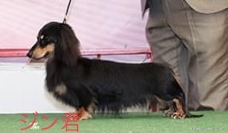カニンヘンダックスフンド(ロング)【・男の子・2022年5月12日・ブラックイエロー】