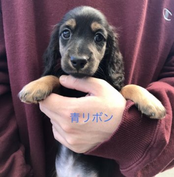 ミニチュアダックスフンド(ロング)【愛知県・男の子・2021年4月2日・ブラックタン】の写真「パパ、ママ　JKCチャンピオン、PRA安心です」