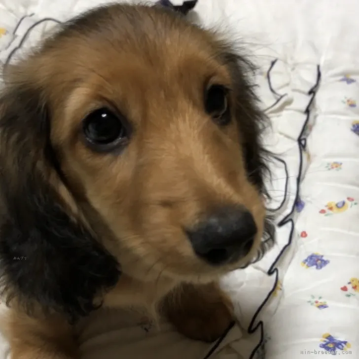 カイ 様のお迎えした子犬