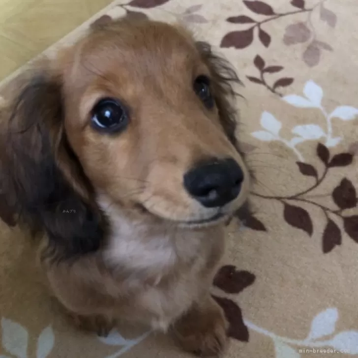 ID:2310-04515の子犬