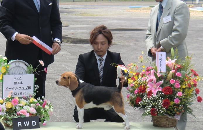 吹澤　保(ふきさわ　たもつ)ブリーダー(栃木県・チワワ(ロング)など・JKC登録)の紹介写真1