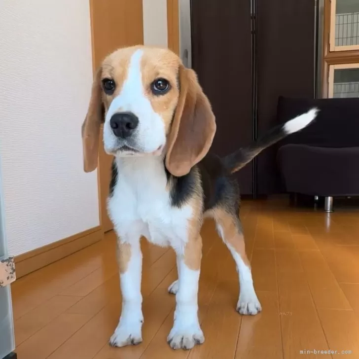 ID:2409-06101の子犬