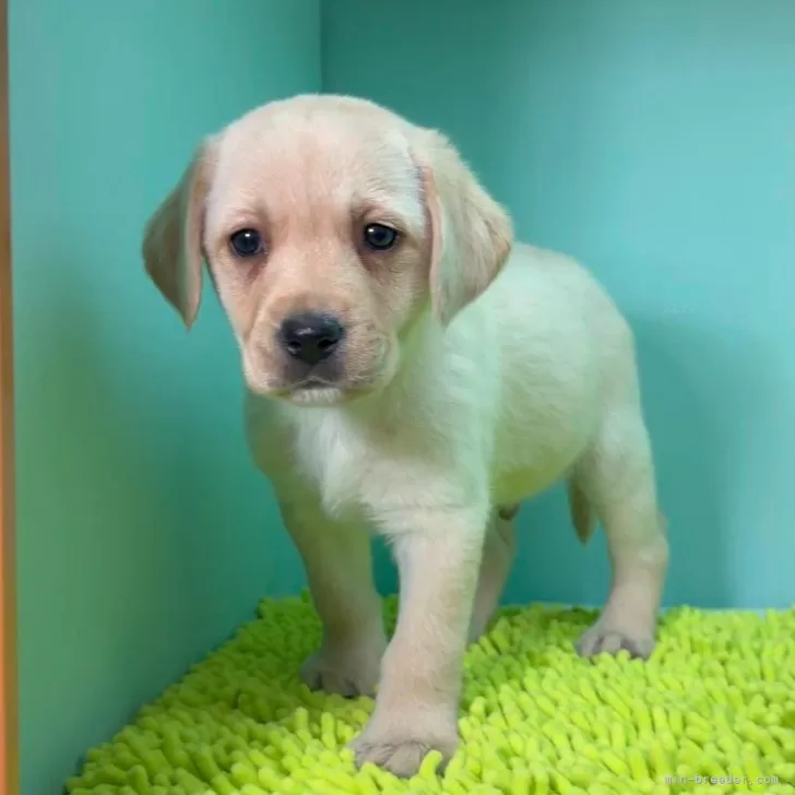 ID:2502-05938の子犬