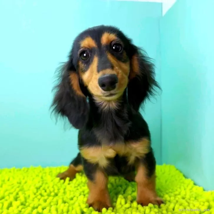 ミニチュアダックスフンド(ロング)【栃木県・女の子・2025年7月13日・ブラック&amp;タン】の写真1「11/24計測2285ｇ」
