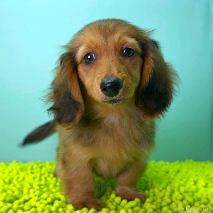 ブリーダー画像