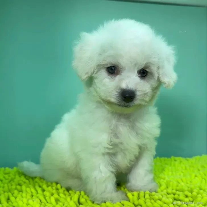 ID：2502-05814の子犬