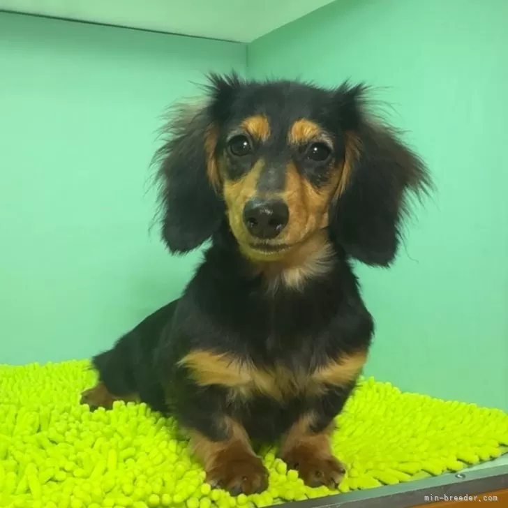 ID：2410-04709の子犬