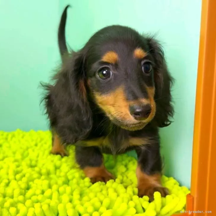 ID：2506-04052の子犬