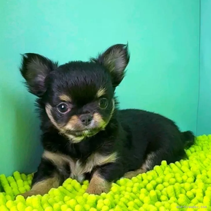 チワワ(ロング)【栃木県・女の子・2025年8月18日・ブラックタン&amp;ホワイト】の写真1「10/8計測：635ｇ」