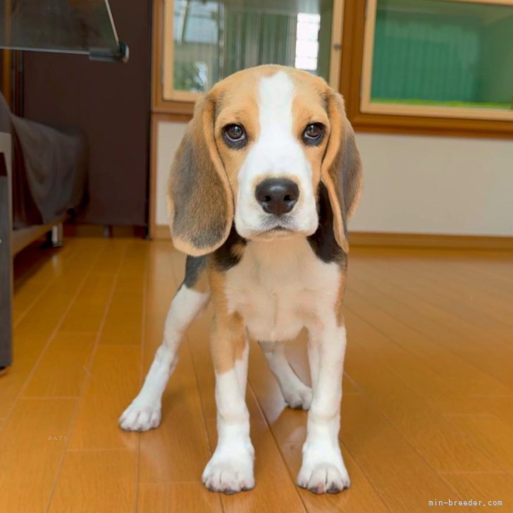 ブリーダー画像