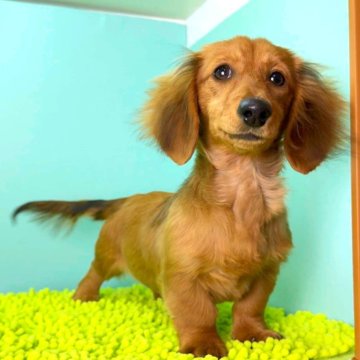 ミニチュアダックスフンド(ロング)【栃木県・女の子・2025年7月13日・シェーディッドレッド】の写真「小柄で大人しい性格の女の子です。」