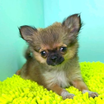 チワワ(ロング)【栃木県・女の子・2025年7月29日・セーブル&ホワイト】の写真「かなり小柄で脚とマズルの短い子です。」