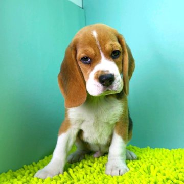 ビーグル【栃木県・男の子・2025年8月23日・ブラックタン&ホワイト】の写真「しっかりした骨格の男の子です。」