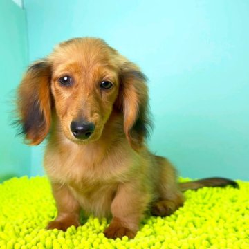 ミニチュアダックスフンド(ロング)【栃木県・女の子・2025年7月13日・シェーディッドレッド】の写真「小柄で大人しい性格の女の子です。」