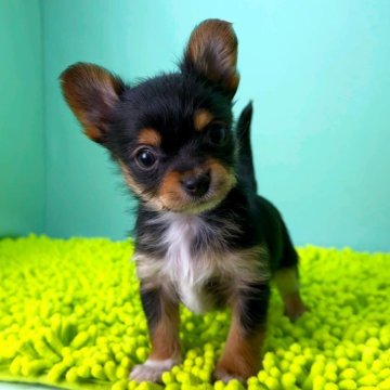 ミックス(チワワ×ヨークシャーテリア)【栃木県・男の子・2025年10月22日・ブラックタン&ホワイト】の写真「小柄で人懐こい子です。」