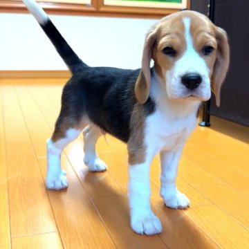 ビーグル【栃木県・男の子・2025年6月7日・ブラックタン&ホワイト】の写真「血統・骨格のしっかりした男の子です。」