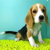 ビーグル